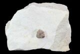 Enrolled Kainops Trilobite - Oklahoma #95718-1